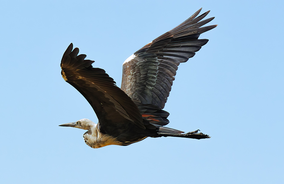 White-necked heron flying over Redman Bluff Wetlands at Grampians Paradise Camping and Caravan Parkland